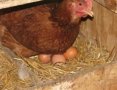 Продовам кокошки носачки , снимка 1 - Други животни - 40511909