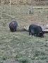 Виетнамски прасета , снимка 2