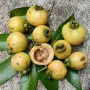 Розова ябълка Syzignum jambos в саксия , снимка 1