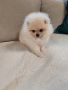 Померан мини мъжки , снимка 5