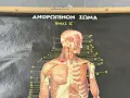 Медицински Анатомични Плакати Постери, снимка 7