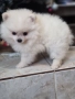 Померан , снимка 7