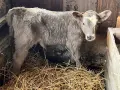 Теле сукалче женско, снимка 2