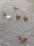 Зибрайт петлетаа, снимка 4
