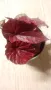 Бегония(Begonia inca flame) , снимка 3
