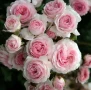 🌹 РОЗА 🌹 Larissa® rose 🌹, снимка 3