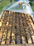 Пчелни семейства, снимка 1 - Други животни - 44922718