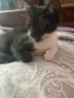 Подарявам малки котета, снимка 3