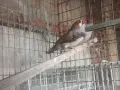 Джъмбо зеброви амадини , снимка 1