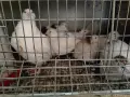 Бройлерни пъдпъдъци, снимка 3