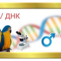 ДНК тест за папагали, снимка 1 - Папагали - 27182122