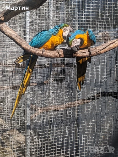 Двойка синьо жълта ара, снимка 1