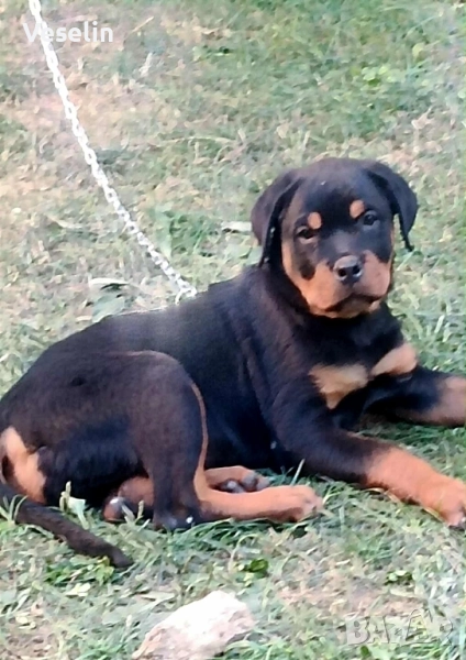 Ротвайлер , снимка 1