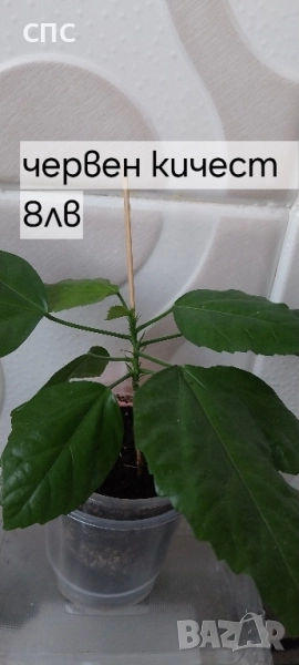 стаен хибискус/китайска роза , снимка 1