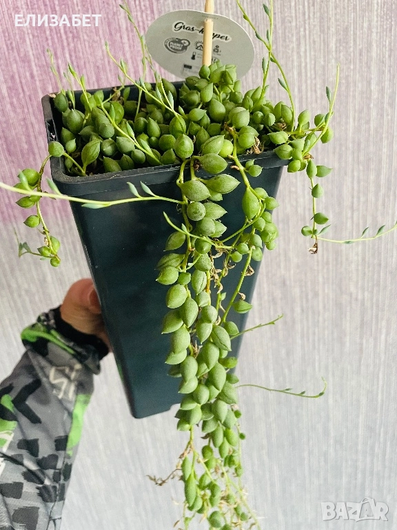 Senecio, снимка 1