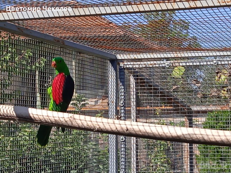 Червенокрили Папагали- двойка, снимка 1