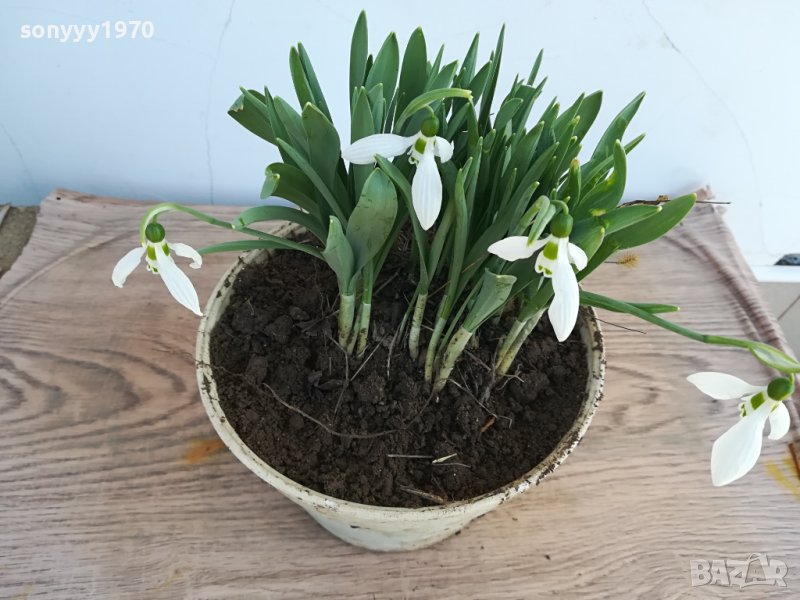 лот кокиченца в саксия 2102241657, снимка 1