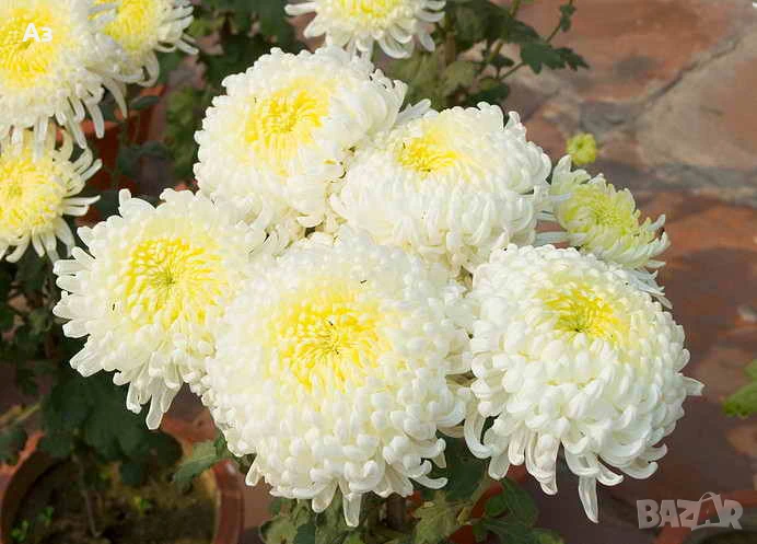 Продавам хризантеми 11 вида – корен със стъбло за есенно засаждане, снимка 1