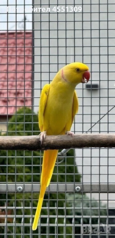 Малък Александър папагал, снимка 1