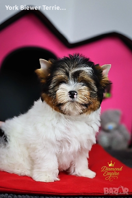 Йорки, страхотни момчета и момичета с родословие за деца и възрастни!, снимка 1