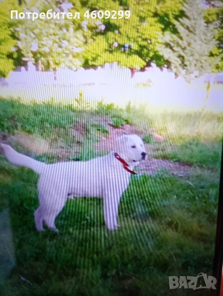 Красавец си търси женска за поколение!, снимка 1