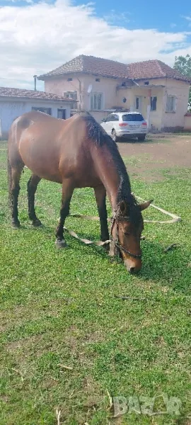 prodavam kobila jrebna i pregnata , снимка 1