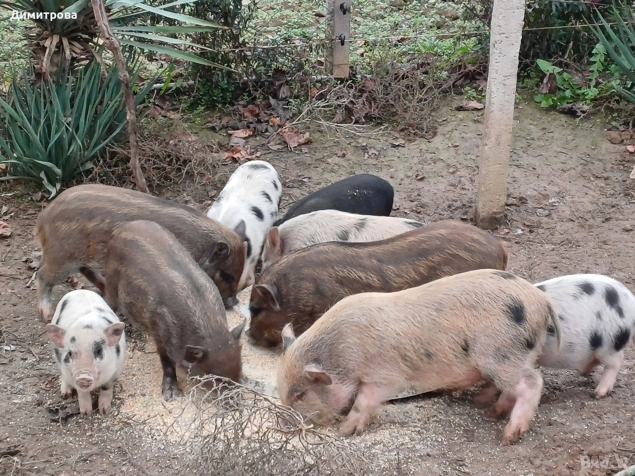 Разменям виетнамски прасета за други животни или зърно, снимка 1