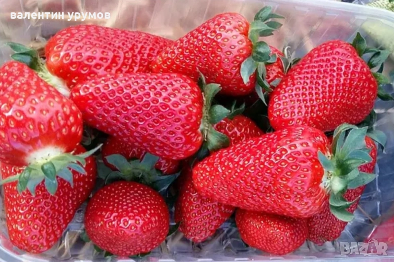 Разсад ягоди, снимка 1