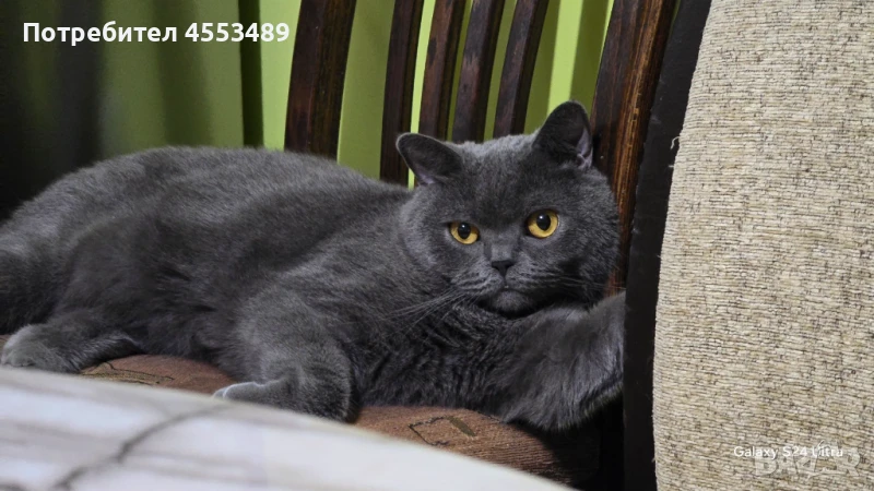 Подарявам британска късокосместа котка , снимка 1