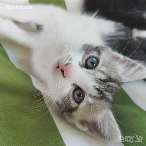 Котета-подаряват се две котенца, снимка 1