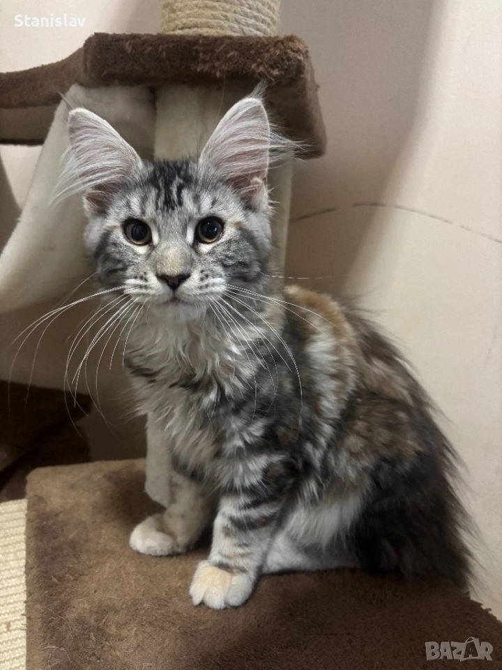 Котенца Мейн Куун, снимка 1