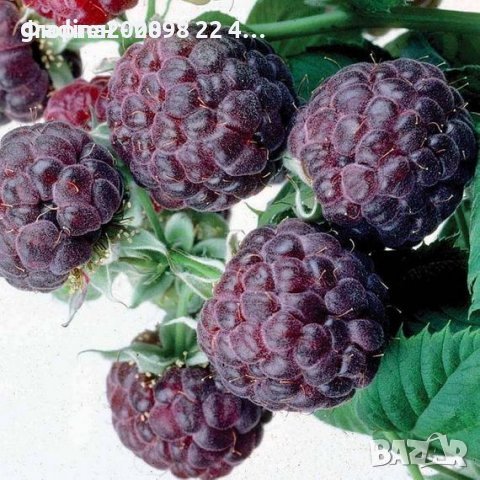 Лилава малина, снимка 1