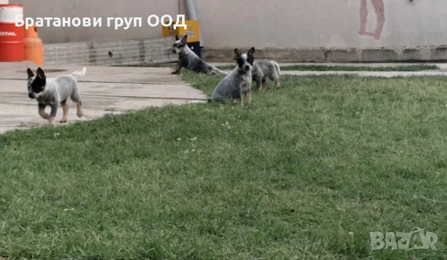 Австралийски кетълдог, снимка 2 - Други - 51247423