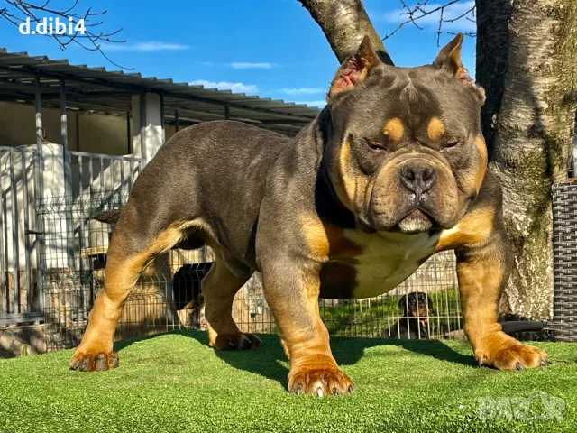 Американско Покет були, снимка 8 - Други - 48992661