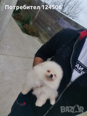 Померан, померанчета, мини померани, снимка 5 - Померан - 31625948