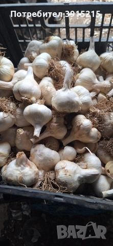 Български чесън.Имам и пролетен., снимка 7 - Домашни продукти - 52330286