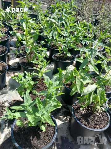 Мащерка,джоджен, снимка 2 - Разсади - 50149560