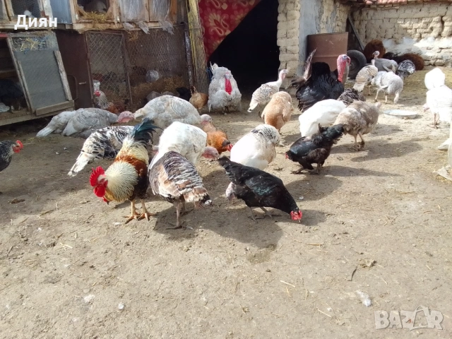 Оплодени кокоши яйца , снимка 2 - Кокошки и пуйки - 53993332