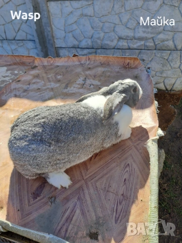 Зайци за разплод, снимка 2 - Чинчили - 53863004