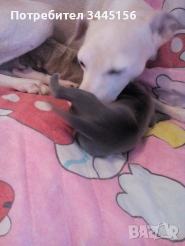 Левретка - Италианска хрътка, снимка 6 - Гонче - 53114867