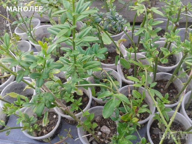 Зимен  жасмин, снимка 2 - Градински цветя и растения - 52669842