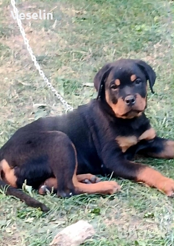 Ротвайлер , снимка 1