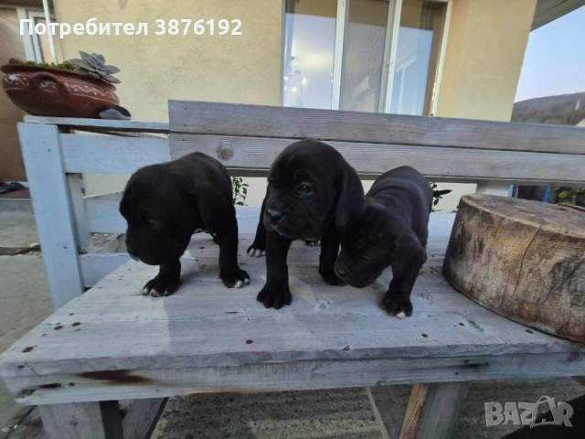 Кане Корсо женски, снимка 4 - Кане корсо - 52833256