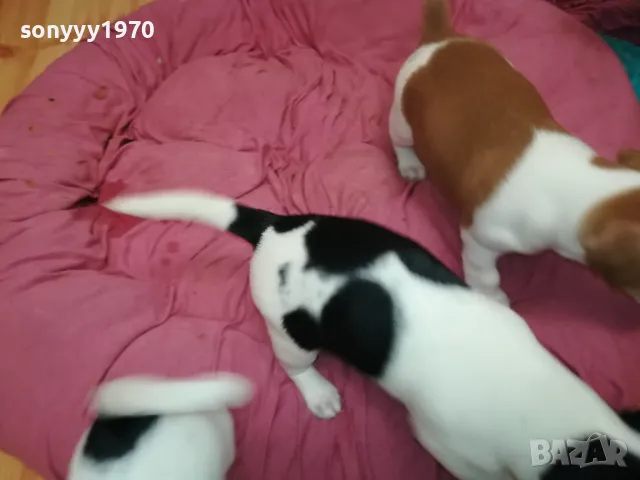 ДЖАК РЪСЕЛ-БЕБЕНЦА НА 40 ДЕНА 250ЛВ ЗА ЕДНО 3101251807, снимка 16 - Джак ръсел териер - 48909983