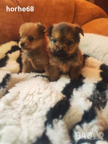 Мини померанчета, снимка 2 - Померан - 52877088