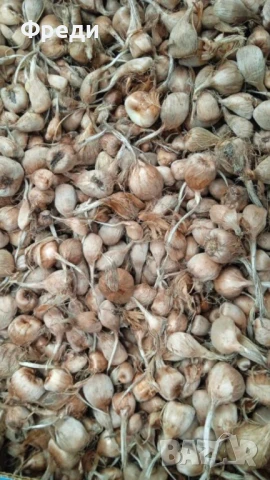 Продавам шафран и шафранови ликовици, снимка 8 - Домашни продукти - 35834674
