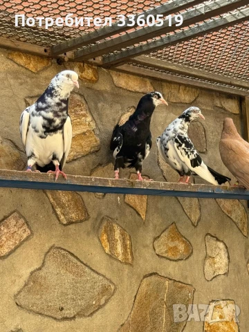 Гълаби неврени и лимонки, снимка 9 - Гълъби - 50813378