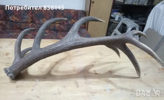 Рога от благороден елен, снимка 7 - Антикварни и старинни предмети - 50062175