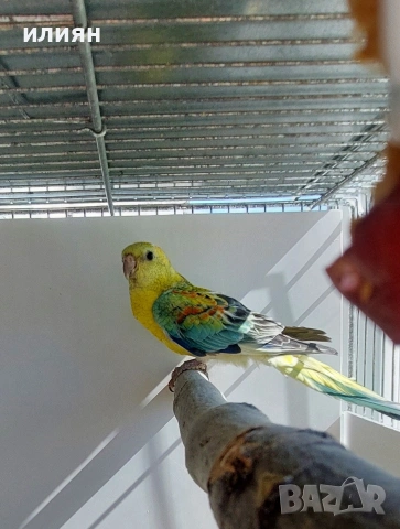 Пойни папагали 