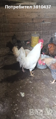 продавам млади ярки Легбар , снимка 12 - други­ - 53182765